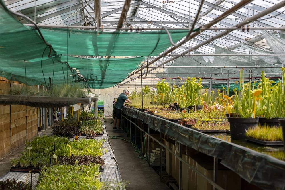 Karnivores nurseries (carnivorous plants)