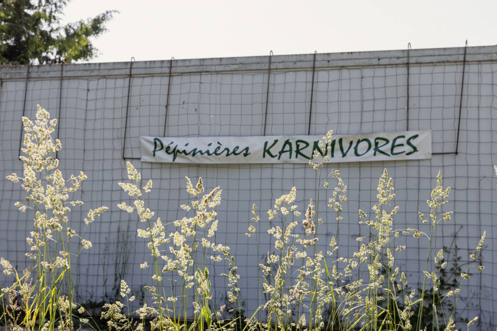 Karnivores nurseries (carnivorous plants) photo 1