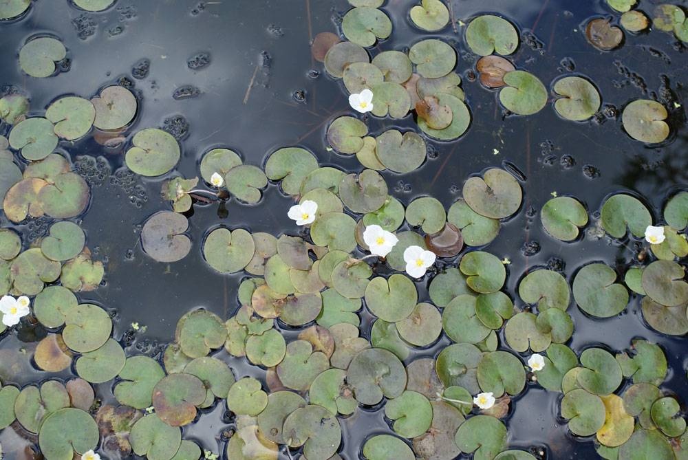 Pépinière aquatique Acorus