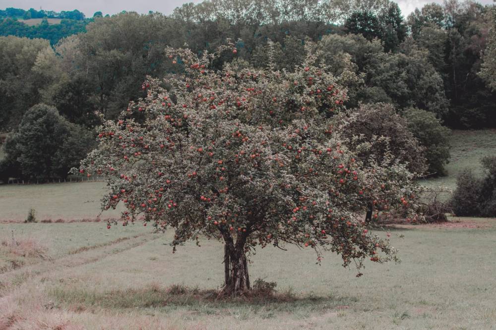 Pépinière des Tartarins