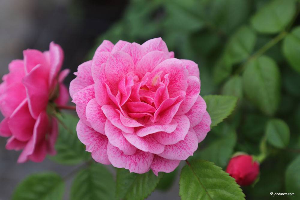 Nursery Rose Gardens of Les Hauts Bosc photo 3