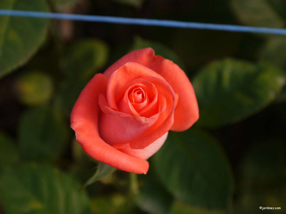 The Roses Of La Charrie photo 7