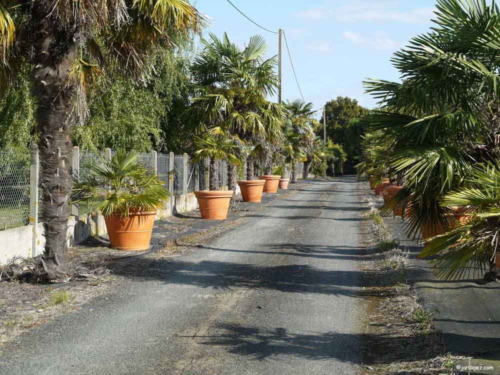 The Zen Palm Grove Nurseries