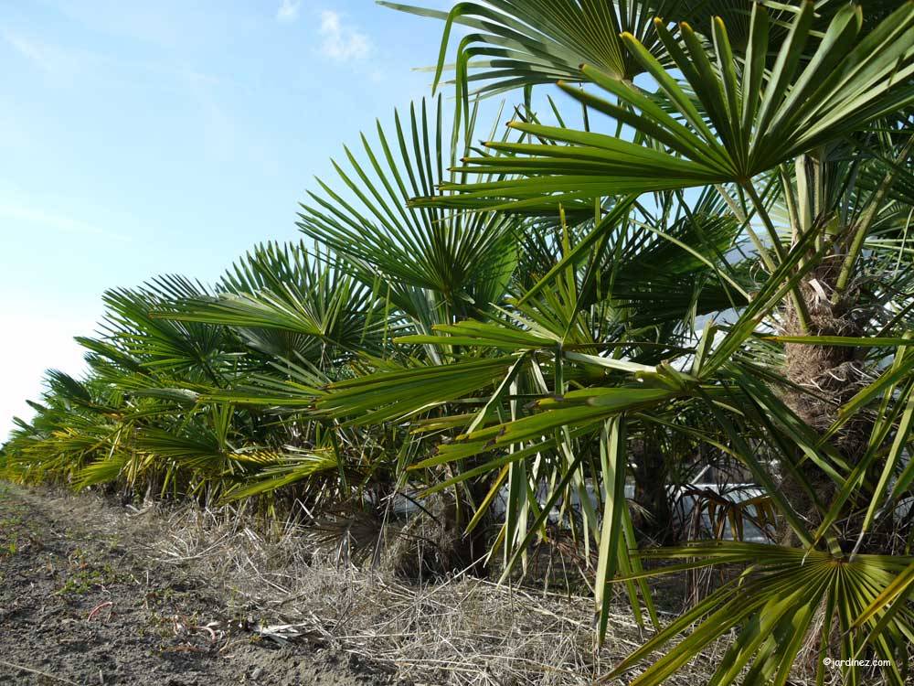 The Zen Palm Grove Nurseries photo 2