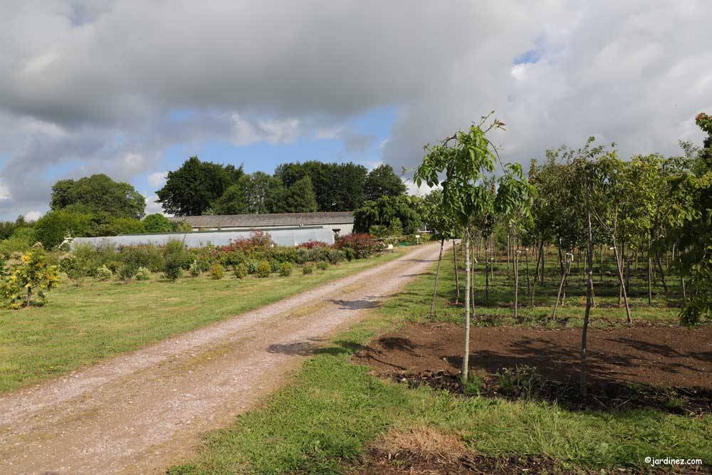 Lelaumier nurseries