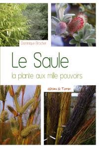 Le saule, la plante aux mille pouvoirs - Dominique Brochet