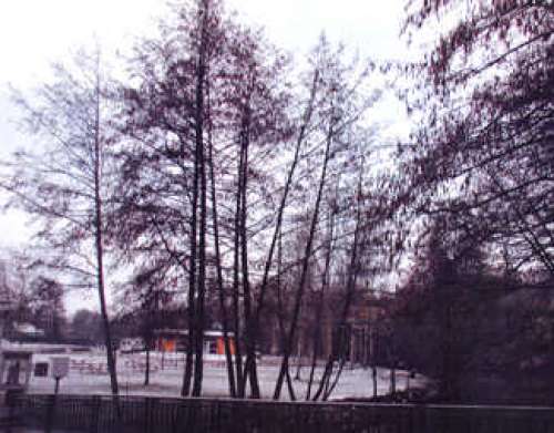Arboretum Of The Ile de La Ronde