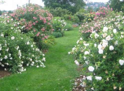 Der Rosengarten von Saint-Galmier